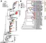 Thumbnail of A) Phylogenetic tree relating the influenza A (H5N1) hemagglutinin (HA) segments of 589 avian, feline, and human viruses. The tree includes all HA segments isolated since 2000 from humans (82 isolates, minimum sequence length 1,000 nt), birds (503 isolates, minimum length 1500 nt), and cats (4 isolates). The 36 newly sequenced genomes are highlighted in color. Human cases, which occur in all 4 of the major influenza (H5N1) clades, are highlighted in red. The scale bar indicates an F84 distance of 0.01. A full-scale version of this tree is provided as Figure 3. B) Phylogeny of 71 complete genomes (avian isolates, all 8 segments concatenated) and 3 HA sequences (human isolates, marked with red arrows) from Europe, the Middle East, Africa, Russia, and Asia. Bootstrap values represent the percentage of 1,000 bootstrap replicates for which the partition implied by the edge was observed; see Methods for further details. The 3 European-Middle Eastern-African (EMA) subclades from Figure 1 are indicated with the same color scheme. Isolates from human hosts are found only in EMA-1. Colors indicate locales. The names of the isolates newly sequenced in this study are shown in boldface text.