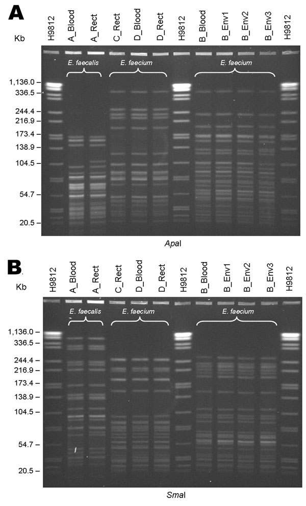 Pulsed-field gel electrophoresis of linezolid-resistant enterococci (LRE) isolates, hospital A, Tennessee. A) Digestion with ApaI. B) Digestion with SmaI. Isolates labeled A, B, C, and D refer to patients mentioned in the text. Blood, isolate from blood specimen culture; Rect, isolate from perirectal/rectal swab specimen culture; Env, environmental isolate; H9812, S. Braenderup H9812 strain (ATCC BAA-664) (27) used as size marker.