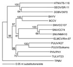 Thumbnail of Phylogenetic relationship between Thottapalayam virus (TPMV) and other hantaviruses based on the nucleotide sequences of the full-length small (S) genomic segment, determined by using the neighbor-joining method. Numbers at each node are bootstrap probabilities (expressed as percentages) determined for 1,000 iterations. Branch lengths are proportional to number of nucleotide substitutions per site. Sequences used for comparison were those of Hantaan (HTNV/76–118, NC 005218), Seoul (SEOV/SR-11, M34881), Dobrava (DOBV/3970, L41916), Bayou (BAYV, L36929), Black Creek Canal (BCCV, L39949), Sin Nombre (SNV/CC107, L33683; SNV/CC74, L33816; and SNV/NMH10, L25784), El Moro Canyon (ELMCV/Rm-97, U11427), Puumala (PUUV/K27, L08804 and PUUV/Sotkamo, NC 005224), Prospect Hill (PHV/PH1, Z49098), and Tula (TULV/T23, Z30945) viruses. Strain designations are unavailable for BAYV and BCCV. The full-length S-segment sequence of TPMV has been deposited into GenBank (accession no. AY526097).