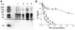 Thumbnail of Biochemical characterization of the prion protein (PrPSc) associated with ARR/ARR cases in France and Germany. A) Western blot (stained by monoclonal antibody L42) illustrating that protein kinase (PK)– treated ovine bovine spongiform encephalopathy (BSE) PrPSc has ≈1-kDa lower molecular mass than PrPSc from the scrapie cases. Lane 1, S115/04, molecular mass (MM) 20.95 kDa; lane 2, S83, MM 19.96 kDa; lane 3, S95 classic scrapie, MM 19.64 kDa; lane 4, ovine BSE, MM 18.85 kDa. B) PrPSc PK sensitivity measured by using brain from S83 scrapie case (▲), ARR/ARR BSE in sheep (○), ARQ/ARQ BSE in sheep (●), BSE from bovines (■), an ARR/ARR atypical scrapie case (▼), and 20 randomly selected isolates from sheep with scrapie in France (2 cases shown, represented as □ and ◆). PrPSc ELISA measurements were performed by using the TeSeE Sheep/Goat rapid test (Bio-Rad) after brain homogenate digestion using a PK concentration ranging from 50 µg/mL to 500 µg/mL. Three tests were performed for each sample and PK concentration.
