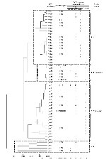 Thumbnail of Dendrogram showing the phylogenetic organization of the 50 multispacer typing genotypes identified among 126 Bartonella henselae cat isolates and 75 B. henselae isolates detected in humans, constructed by using the neighbor-joining method. Sequences from the 9 spacers were concatenated. The scale bar represents a 1% nucleotide sequence variation. *I = 16S rDNA type I, II = 16S rDNA type II. The number in the brackets indicates the number of B. henselae strains available for determin