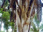 Thumbnail of Palm tree (Attalaea phalerata) frond-sheet microsystem and cycle of transmission of Trypanosoma cruzi. This natural dwelling of triatomine species and top predators (Didelphis marsupialis, circle) consists of clefts formed by the insertion of frond sheets into the stipe of babassu palm.