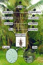 Thumbnail of The informal economy: man carrying a babassu palm frond to be sold as soft thatch. A single palm tree enclosing five trophic levels associated with the Rhodnius pictipes (Hemiptera: Reduviidae) transmission of T. cruzi in the babassu microsystem.