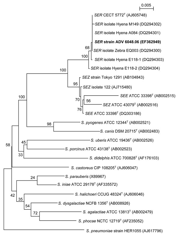 Neighbor-joining tree showing the phylogenetic placement of strain ADV 6048.06 (boldface) among members of the Streptococcus equi species in the pyogenic group of streptococci. Twenty-three 16S rRNA gene sequences selected from the GenBank database were aligned with that of strain ADV 6048.06 by using ClustalX 1.83 (available from http://bips.u-strasbg.fr/fr/documentation/ClustalX). Alignment of 1,263 bp was used to reconstruct phylogenies by using PHYLIP v3.66 package (http://evolution.genetics.washington.edu/phylip.html). The neighbor-joining tree was constructed with a distance matrix calculated with F84 model. Numbers given at the nodes are bootstrap values estimated with 100 replicates. S. pneumoniae is used as outgroup organism. Accession numbers are indicated in brackets. The scale bar indicates 0.005 substitutions per nucleotide position. Maximum likelihood and parsimony trees were globally congruent with the distance tree and confirmed the placement of the strain ADV 6048.06 in the S. equi subspecies ruminatorum (SER) lineage. SEZ, S. equi subspecies zooepidemicus.