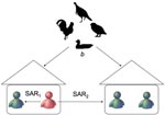 Thumbnail of Schematic of estimation method. An infectious person (in red) infects a susceptible person (in green) in the same household with probability of household secondary attack rate (SAR1) and infects a susceptible person in a different household with probability SAR2. The common infectious source (i.e., avian hosts) infects a susceptible person with probability b per day. The likelihood function is constructed from symptom-onset dates and exposure information to estimate the above parameters