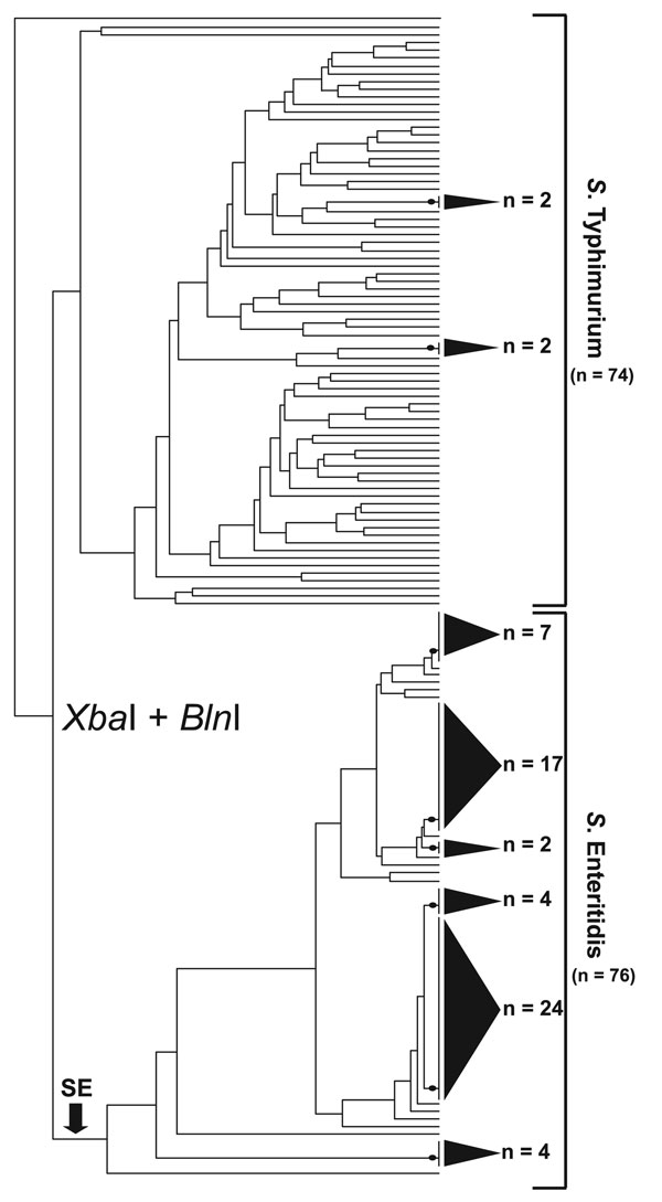 Simultaneous cluster analysis of Salmonella Enteritidis and S. Typhimurium that used a standard XbaI/BlnI combined PFGE protocol. The dendrogram incorporates 76 S. Enteritidis strains and 74 S. Typhimurium strains and depicts the contrasting ability of pulsed-field gel electrophoresis (PFGE) to genetically differentiate these 2 Salmonella subspecies I serovars. The dendrogram was generated in BioNumerics v.4.061 (Applied Maths, Sint-Martens-Latem, Belgium) by using band-matched XbaI/BlnI PFGE data in conjunction with an unweighted pair group method with arithmetic mean clustering algorithm and a Dice similarity coefficient. Shaded cones to the right of terminal tree branches denote polytomies within the dendrogram; adjacent numbers (n) show the strain totals composing that polytomy. An arrow near the bottom of the tree denotes the basal branch of the S. Enteritidis cluster. The S. Enteritidis portion of the dendrogram comprises strains isolated from Georgia (n = 31), Maryland (n = 8), Pennsylvania (n = 3), Connecticut (n = 3), North Carolina (n = 2), Iowa (n = 2), Tennessee (n = 2), Minnesota (n = 1), Mexico (n = 11), and the People’s Republic of China (n = 6).