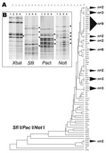 Thumbnail of A 3-enzyme pulsed-field gel electrophoresis (PFGE)–based discriminatory scheme of Salmonella Enteritidis. A) Dendrogram derived from the combined analysis of PFGE data from SfiI, PacI, and NotI. Shaded cones to the right of the terminal branches denote polytomies within each dendrogram; adjacent numbers (n) show the strain totals composing their respective polytomies. A scale depicting percent divergence is presented above the dendrogram. B) Examples of S. Enteritidis strain differentiation that used SfiI, PacI, and NotI PFGE patterns. The 4 strains are numbered above the gel lanes as follows: 1, S. Enteritidis 9; 2, S. Enteritidis 12; 3, 22,704; and 4, 22,705. These strains yielded identical PFGE patterns for XbaI and BlnI. XbaI patterns shown here retain no variation among fragments. SfiI, PacI, and NotI showed examples of band polymorphism among DNA fragments.