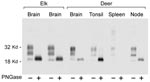 Thumbnail of Immunoblot showing disease-associated prion protein from chronic wasting disease–affected elk brain or mule deer brain, tonsil, spleen, and retropharyngeal lymph node before and after treatment with PNGaseF. Alternating lanes show before and after treatment for each tissue. PNGaseF digestion was done as described in Materials and Methods. Ten-milligram equivalents of tissue were used for PNGase F–negative lanes, and 4-mg equivalents of tissue were used for PNGase F–positive lanes. The blot was developed as described in Figure 3.