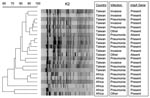 Thumbnail of Pulsed-field gel electrophoresis of bacteremic Klebsiella pneumoniae isolates of serotype K2.