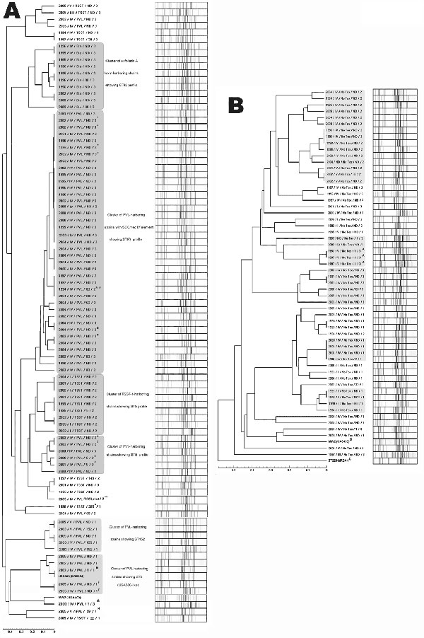 Clustering trees. A) Trees obtained by using multiple-locus variable-number tandem repeat analysis (MLVA)–based genotyping for strains of Staphylococcus aureus harboring clinically important toxins, Geneva, Switzerland, 1993–2005. Year of isolation, staphylococcal cassette chromosome mec (SCCmec) type, toxin content, multiple locus sequence type, and accessory gene regulator (agr) types are also indicated for each strain (year/SCCmec/ST/agr). Major clusters appear in gray. ND, not determined; NT, nontypeable. *Clonal strains isolated from the familial cluster of ST80-MRSA-IV harboring the Panton-Valentine leukocidin (PVL) gene. **First ST80-MRSA-IV harboring the PVL gene isolated in 1994. ***Aypical ST149 strain clustering with other ST149 isolates, showing 2 toxins. A single locus variant of ST395; B small familial clusters of clonal strains isolated in 2 pairs of relatives; C and D 2 pairs of clonal strains from a neonatology cluster previously described (7); E patients returning from New York infected with USA300; F clusters of isolates from 2 prison inmates; G the only patient (intravenous drug user) with a strain highly related to USA400; H isolate showing molecular content of the ST59 Pacific clone. Scale bar (lower left) shows relative distance between strains. B). Trees obtained by using MLVA-based genotyping for strains devoid of clinically important toxins. Year of isolation, SCCmec type, toxin content, MLST, and agr types are also indicated for each strain (year/SCCmec/ST/agr). A familial cluster of ST1-MRSA-V composed of a mother and her 2 children; B control strain MW2 (USA400); C control strain ST228-MRSA-I representing the common nosocomial strain in our area. Scale bar (lower left) shows relative distance between strains.