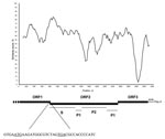 Thumbnail of Genome organization of the lion norovirus (NoV) 387/06. A nucleotide identity plot of the genome of the lion NoV (from the 3′ end of open reading frame [ORF] 1 to the poly-A tail) was compared with the human genogroup IV.1 NoV, Fort Lauderdale/560/98/US (AF414426). The sequences were analyzed with Simplot software (http://sray.med.som.jhmi.edu/scroftware/simplot) by using a window size of 200 and step size of 20 with gap strip off and J-C correction on. The ORF1–ORF2 junction region is shown with the starting and stopping codons ATG and TGA underlined. The highly conserved domain S and the highly variable domains P1 and P2 of the capsid protein are also indicated.