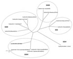 Thumbnail of Phylogenetic tree constructed on the full-length amino acid (aa) sequence of the capsid protein. The tree was constructed by using a selection of norovirus (NoV) strains representative of genogroups (GG) I to V. Phylogenetic reconstruction was carried out with the p-distance correction and the neighbor-joining method, supported with bootstrapping &gt;1,000 replications. Distance analysis and phylogenetic inference were carried out using the Mega 3.0 software package (www.megasoftware.net). Strain classification follows the outlines of Wang et al. (7) and Zheng et al. (8); strain designation follows the outlines of Green et al. (9). Bo, bovine; DE, Germany; UK, United Kingdom; Hu, human; JP, Japan; US, United States; Mu, murine; NLD, the Netherlands; Po, porcine.