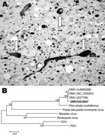 Thumbnail of A) Immunohistologic demonstration of morbillivirus antigen in cytoplasm and nuclei of neurons (arrows) and glial cells in the brain of a white-beaked dolphin, using a monoclonal antibody (GenWay, San Diego, CA, USA) against nucleoprotein of canine distemper virus (CDV)/phocine distemper virus (PDV) visible as numerous black dots (magnification ×630). B) Unrooted neighbor-joining phylogenetic tree constructed by using 353 nt from the gene coding for the morbillivirus phosphoprotein. Alignments were calculated with ClustalX version 1.83 (http://bips.u-strasbourg.fr/fr/Documentation/ClustalX). Bootstrapping (values indicated in %) was performed with 1,000 replicates using MEGA 3.1 software (www.megasoftware.net/mega.html). The new isolate from this study is shown in boldface. The following sequences were included: dolphin morbillivirus (DMV) (GenBank accession nos. NC_005283, Z47758, AJ608288), pilot whale morbillivirus (AF200817), Peste-des-petits-ruminants virus (NC_006383), measles virus (NC_001498), Rinderpest virus (NC_006296), CDV (NC_001921), and PDV (D10371). Scale bar shows nucleotide substitutions per site.