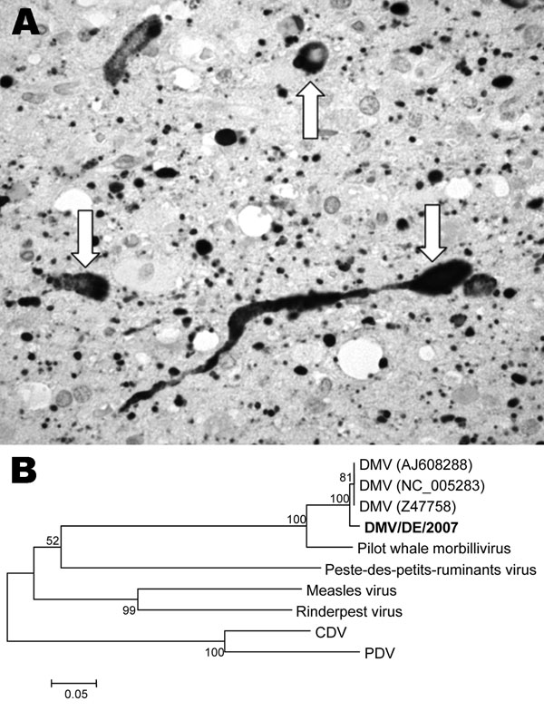 A) Immunohistologic demonstration of morbillivirus antigen in cytoplasm and nuclei of neurons (arrows) and glial cells in the brain of a white-beaked dolphin, using a monoclonal antibody (GenWay, San Diego, CA, USA) against nucleoprotein of canine distemper virus (CDV)/phocine distemper virus (PDV) visible as numerous black dots (magnification ×630). B) Unrooted neighbor-joining phylogenetic tree constructed by using 353 nt from the gene coding for the morbillivirus phosphoprotein. Alignments were calculated with ClustalX version 1.83 (http://bips.u-strasbourg.fr/fr/Documentation/ClustalX). Bootstrapping (values indicated in %) was performed with 1,000 replicates using MEGA 3.1 software (www.megasoftware.net/mega.html). The new isolate from this study is shown in boldface. The following sequences were included: dolphin morbillivirus (DMV) (GenBank accession nos. NC_005283, Z47758, AJ608288), pilot whale morbillivirus (AF200817), Peste-des-petits-ruminants virus (NC_006383), measles virus (NC_001498), Rinderpest virus (NC_006296), CDV (NC_001921), and PDV (D10371). Scale bar shows nucleotide substitutions per site.