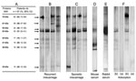 Thumbnail of Western blot analyses. A) Molecular weight and frequency of IgG reactivity of Waddlia proteins, as determined by Western blots. B) and C) Four representative Western blot patterns of Waddlia IgG positive sera from recurrent and sporadic miscarriage groups. D) and E) Representative Western blot pattern of positive control (Waddlia hyper-immune mouse and rabbit serum, respectively). F) Western blot performed with Waddlia IgG positive sera, taken from patients who had miscarried before (b) and after (a) adsorption with Waddlia antigen. MW, molecular weight; nb, number.