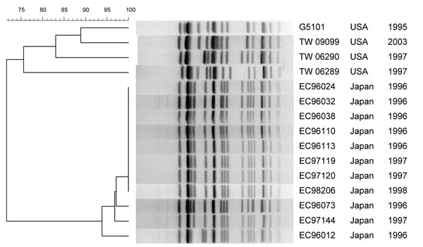 Pulsed-field gel electrophoresis of XbaI-digested DNA from GUD+ O157:H7 strains. Strain designation, source and year of isolation are shown at right. This unweighted pair-group method with arithmetic mean dendrogram was generated in BioNumerics software (Applied Maths, St-Martens-Latem, Belgium) by using Die coefficient with a 1.0% lane optimization and 1.0% band position tolerance. The scale above the dendrogram indicates percent similarity.
