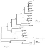 Thumbnail of Maximum parsimony tree based on a 916-bp nucleotide sequence of the σC gene. The scale bar indicates a branch length corresponding to 100 character-state changes. Bootstrap support values &lt;50 are not shown. The tentative species is shown together with the closest relatives within the Orthoreovirus genus; avian orthoreovirus (ARV), mammalian orthoreovirus (MRV). GenBank accession nos.: AF204946, AF204945, AF204950, AF204947, AF18358, L39002, AF004857, AF218359, AF297217, AF297213, AF354224, AF354220, AF354225, AF297214, AF354226, AF354227, AF354219, AF297215, AF297216, AF354229, AF354221, AF354223, DQ470139, M10260, AY785910, AF368035.