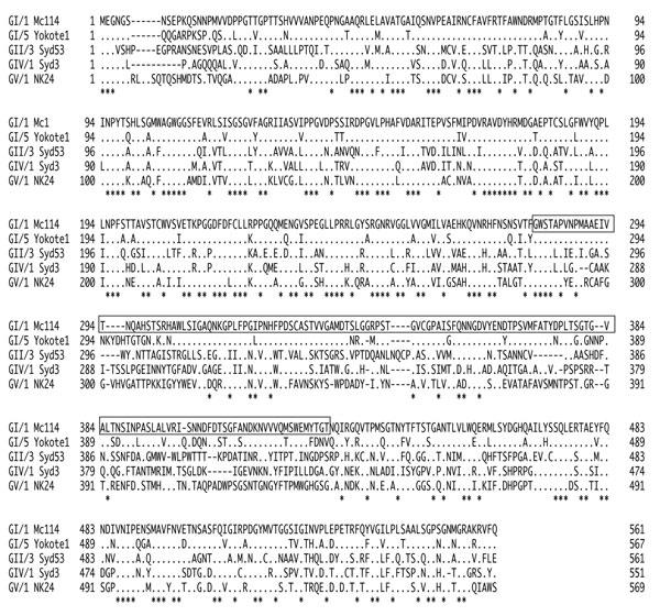 Amino acid alignment of capsid (VP1) sequences of sapoviruses GI/1 Mc114, GI/5 Yokote1, GII/3 Syd53, GIV/1 Syd3, and GV/1 NK24. Sequences in rectangular boxes represent predicted P2 domains (13). Asterisks indicate conserved amino acids among these 3 VP1 sequences.