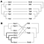 Thumbnail of Phylogenetic relationships between coronaviruses (CoVs) (left) and bats (right) in the A) Vespertilionidae and B) Rhinolophidae. Abbreviations on both sides denote viruses harbored by bats (marked as V on the left) and bats (marked as B on the right). Mm, Miniopterus magnater; Sk, Scotophilus kuhlii; Mr, Myotis ricketti; Tp, Tylonycteris pachypus; Pp, Pipistrellus pipistrellus; Pa, P. abramus; Rs, Rhinolophus sinicus; Rf, R. ferrumequinum; Rp, R. pearsoni; Rm, R. macrotis. Boldface branches in panel B contain severe acute respiratory syndrome–like CoVs reported. Lines between bat and virus trees were added to help visualize congruence or incongruence. Although this figure implies differences in propensity for host shifts between these families, all but 1 of the vespertilionid CoVs are from different genera, whereas all rhinolophid CoVs are from the same genera, which make meaningful comparisons difficult. Overall mean genetic differences are much greater between vespertilionid species than between rhinolophid species.