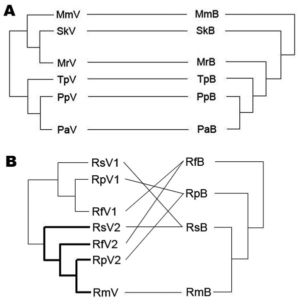 Phylogenetic relationships between coronaviruses (CoVs) (left) and bats (right) in the A) Vespertilionidae and B) Rhinolophidae. Abbreviations on both sides denote viruses harbored by bats (marked as V on the left) and bats (marked as B on the right). Mm, Miniopterus magnater; Sk, Scotophilus kuhlii; Mr, Myotis ricketti; Tp, Tylonycteris pachypus; Pp, Pipistrellus pipistrellus; Pa, P. abramus; Rs, Rhinolophus sinicus; Rf, R. ferrumequinum; Rp, R. pearsoni; Rm, R. macrotis. Boldface branches in panel B contain severe acute respiratory syndrome–like CoVs reported. Lines between bat and virus trees were added to help visualize congruence or incongruence. Although this figure implies differences in propensity for host shifts between these families, all but 1 of the vespertilionid CoVs are from different genera, whereas all rhinolophid CoVs are from the same genera, which make meaningful comparisons difficult. Overall mean genetic differences are much greater between vespertilionid species than between rhinolophid species.