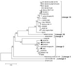 Thumbnail of Phylogenetic analysis of full genome nucleotide sequences of lineage 1 and 2 strains of West Nile virus. The tree was constructed by using MEGA version 3.1 (13) with the neighbor-joining method and Kimura 2-parameter distance matrix. A bootstrap confidence level of 1,000 replicates was used. South African strains sequenced in this study are indicated by a black circle. GenBank accession nos. are as follows: NY-385–99 clone 9317B (DO66423), NY-385–99 clone TVP-9376 (AY848697), NY 385–99 (DQ211652), NY-382–99 FLAM (AF196835), IS-98 STD (AF481864), Mexico-TM171–03 (AY660002), TX 2002 2, (DQ 164205), goose-Hungary/03 (DQ 118127), Eg 101 (AF 260968), RO97–50 (AF260969), Morocco 96–111 (AY701412), Italy 1998-Eq (AF 404757), KN3829 (AY262283), LEIV-Vlg00–27924 (AY278442), PaH001 (AY268133), Ast02–2-696 (DQ411035), MRM61C (KUN) (D00246), IND804994H (DQ 256376), AnMg798 (DQ 176636), SA381/00 (EF429199), H442 (EF429200), goshawk-Hungary/04 (DQ 116961), SPU116/89 (EF429197), SA93/01 (EF429198), B956D117B3 (M12294), B956 (AY532665), ArD76104 (DQ 318019), Rabensburg isolate 97–103 (AY765264), LEIV-Krnd88–190 (AY277251), and M18370 JEV (M18370).