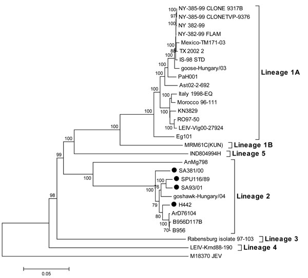 Phylogenetic analysis of full genome nucleotide sequences of lineage 1 and 2 strains of West Nile virus. The tree was constructed by using MEGA version 3.1 (13) with the neighbor-joining method and Kimura 2-parameter distance matrix. A bootstrap confidence level of 1,000 replicates was used. South African strains sequenced in this study are indicated by a black circle. GenBank accession nos. are as follows: NY-385–99 clone 9317B (DO66423), NY-385–99 clone TVP-9376 (AY848697), NY 385–99 (DQ211652), NY-382–99 FLAM (AF196835), IS-98 STD (AF481864), Mexico-TM171–03 (AY660002), TX 2002 2, (DQ 164205), goose-Hungary/03 (DQ 118127), Eg 101 (AF 260968), RO97–50 (AF260969), Morocco 96–111 (AY701412), Italy 1998-Eq (AF 404757), KN3829 (AY262283), LEIV-Vlg00–27924 (AY278442), PaH001 (AY268133), Ast02–2-696 (DQ411035), MRM61C (KUN) (D00246), IND804994H (DQ 256376), AnMg798 (DQ 176636), SA381/00 (EF429199), H442 (EF429200), goshawk-Hungary/04 (DQ 116961), SPU116/89 (EF429197), SA93/01 (EF429198), B956D117B3 (M12294), B956 (AY532665), ArD76104 (DQ 318019), Rabensburg isolate 97–103 (AY765264), LEIV-Krnd88–190 (AY277251), and M18370 JEV (M18370).