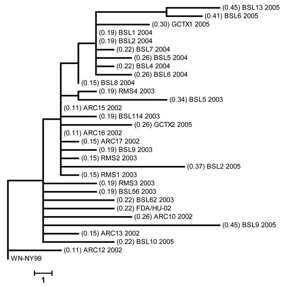 Phylogenetic analyses based on maximum parsimony comparing the 2,685-bp nucleotide sequence, including the complete structural and the 5′-untranslated region of prototype West Nile virus (WNV) strain WN-NY99 with 30 WNV isolates collected during the 2002–2005 epidemics in the United States. Values in parentheses show percentage of nucleotide sequence divergence from WN-NY99. Scale bar represents a 1-nt change.