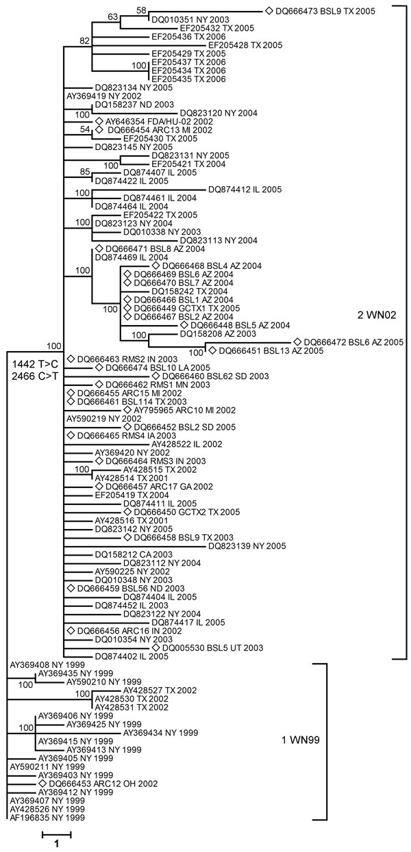Distance analysis of envelope glycoprotein of West Nile virus isolates collected during 1999–2006 epidemics in the United States. Phylogram is based on maximum parsimony analysis of complete nucleotide sequences of the envelope gene. Diamonds indicate isolates from this study. All isolates from clade 2 (WN02 strain) contained conserved mutations at positions 1442 (T → C) and 2466 (C → T). Values near branches represent percentage support by parsimony bootstrap analysis. Scale bar represents a 1-nt change.
