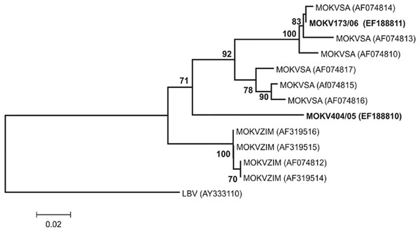 Phylogenetic tree based on 267 nt of partial nucleoprotein gene sequences of Moloka virus (MOKV) identified with the N1-N2 primer set as described (12). The tree shows phylogenetic positions of 2 recently identified cases of MOKV infection from South Africa (MOKV173/06 from a cat and MOKV404/05 from a dog) (in boldface) relative to previously characterized MOKV isolates from South Africa (SA) and Zimbabwe (ZIM) and Lagos bat virus (LBV) as the outgroup. GenBank accession nos. are shown in parenthesis. Bootstrap support values &gt;70% are considered significant and indicated. Scale bar shows nucleotide substitutions per site.