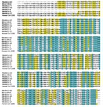 Thumbnail of Nucleotide sequence alignment of amplicons from a 440-nt region of gene 1b of Rocky Mountain bat coronaviruses (RM-Bt-CoVs) compared with group 1 coronaviruses of Asian bats (BtCoVs) and human coronavirus 229E. Identical residues are shaded in blue and similar residues are shaded in yellow. Hyphens indicate positions where sequences are not available.