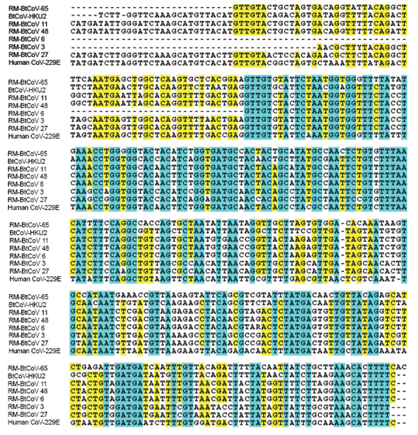 Nucleotide sequence alignment of amplicons from a 440-nt region of gene 1b of Rocky Mountain bat coronaviruses (RM-Bt-CoVs) compared with group 1 coronaviruses of Asian bats (BtCoVs) and human coronavirus 229E. Identical residues are shaded in blue and similar residues are shaded in yellow. Hyphens indicate positions where sequences are not available.