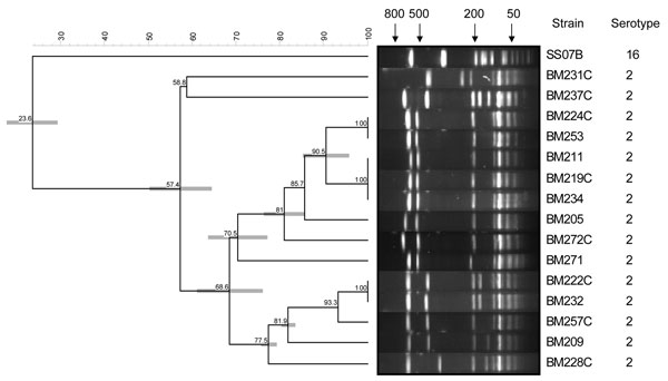 Pulsed-field gel electrophoresis after SmaI digestion of Streptococcus suis serotype 16 strain SS07 and a representative set of S. suis serotype 2 strains isolated from patients with meningitis in southern Vietnam. A dendrogram was generated by Dice analysis (optimization 0.5%, band tolerance 1%) and cluster analysis with unweighted pair group method with arithmetic average, using Bionumerics software (Applied Maths, Sint-Martens-Latem, Belgium). Numbers in dendrogram indicate percentage of simi