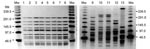 Thumbnail of Band pattern obtained by pulsed-field gel electrophoresis of selected Leuconostoc mesenteroides subsp. mesenteroides (LM) isolates. Mw, molecular weight marker at indicated sizes; lines 1 to 9, representative LM isolates from the first outbreak (genotype 1); lines 10, 11, LM isolates obtained from parenteral nutrition catheter and blood from the same patient (genotype 2) and identical to those from 3 different patients infected in the second outbreak (data not shown); lines 12, 13, LM isolates from 2 different patients involved in the second outbreak (genotypes 3 and 4)