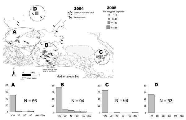 Area of Camargue, France, showing locations of magpie capture sites: site A (n = 56, with 24 adults, 32 juveniles, and 0 nestlings), site B (n = 94, with 34 adults, 57 juveniles, and 3 nestlings), site C (n = 68, with 17 adults, 34 juveniles, and 17 nestlings), and site D (n = 53, with 1 adult, 52 juveniles, and 0 nestlings). Confirmed equine and avian cases infected with West Nile virus in 2004 are also indicated. Histograms correspond to site designations and indicate serologic titers (x-axes) measured by using a microneutralization test plotted against no. birds (y-axes).