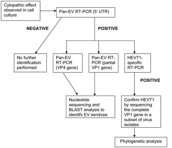 Flowchart showing the procedures used for isolating and identifying enterovirus strains cultured from clinical specimens obtained from children admitted to a large pediatric hospital in Ho Chi Minh City, Vietnam, with a diagnosis of hand, foot, and mouth disease (HFMD) during 2005 and enrolled in this study. EV, enterovirus; RT-PCR, reverse transcription–PCR; 5′ UTR, 5′ untranslated region; HEV71, human enterovirus 71.