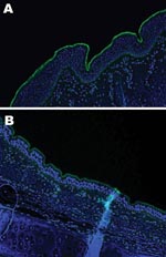 Thumbnail of Lectin staining for α2,3 sialic acid linkages on A) equine trachea and B) canine trachea; magnification x200; cell nuclei counterstained with Hoechst 33342 solution.