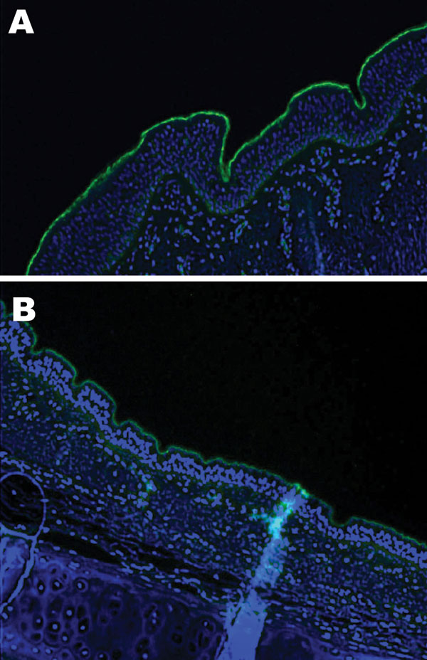Lectin staining for α2,3 sialic acid linkages on A) equine trachea and B) canine trachea; magnification x200; cell nuclei counterstained with Hoechst 33342 solution.