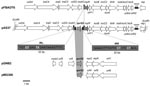 Thumbnail of Genetic environments of the qnrS2 gene in plasmid p37 from Aeromonas punctata 37 and comparison with related plasmid structures. Plasmid pFBAOT6 is from A. punctata from the United Kingdom (23); plasmids pGNB2 and pMG308 are from a wastewater treatment plant from Germany (unknown bacterial reservoir) (24) and from a non-Typhi Salmonella clinical isolate from the United States (25), respectively. Recombinant plasmid pAS37 has been obtained from our study. Open reading frames (ORFs) are indicated by horizontal arrows. The right and left inverted repeats (IRR and IRL) are indicated, and duplication sites (CCTCC) are represented by black triangles. The EcoRI- restriction sites that have been used for cloning experiments are indicated. The identified mobile insertion cassette element is bracketed by IRL and IRR of 22-bp size (bases in black are identical, and bases in white are different).