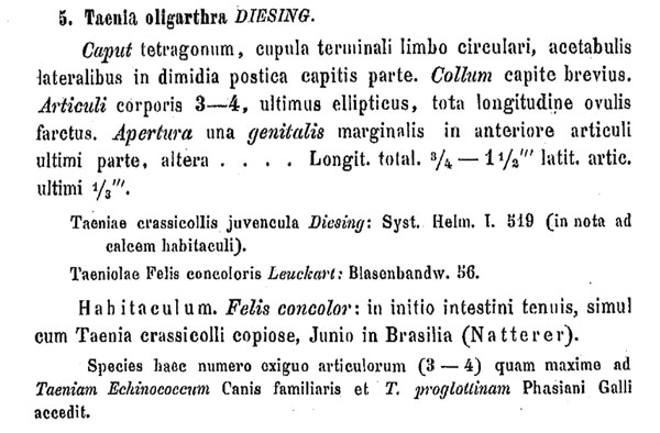 Latin description of adult Echinococcus oligarthrus by Karl Moritz Diesing, 1863 ( 14, p. 370). In addition to the morphologic characterization of the helminth, the 2 prior references from Diesing’s Systema Helminthum (12) and from Leuckart’s monography (13) are listed. Natterer, who collected the helminth in Brazil, is also mentioned.