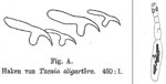 Thumbnail of First drawing of the rostellar hooklets (left) and the entire strobilar stage of Echinococcus oligarthrus (right). The specimen was listed under no. 396 in the Wiener Hofmuseum. From (15).