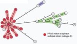 Thumbnail of Minimum spanning tree analysis of multilocus variable number tandem repeat analysis (MLVA) data of 76 Escherichia coli O157:H7 strains typed from 47 samples compared with the spinach-related outbreak strain (subtype E). A categorical coefficient and the BURST priority rule of the highest number of single-locus changes were used for the clustering (Bionumerics software version 4.601, Applied Maths, Austin, TX, USA). Circles representing unique MLVA types are designated by an alphanumeric value (Table 2). Numbers between circles represent summed tandem-repeat differences between MLVA types (10). The shaded areas (red, green, and blue) denote genetically related clusters with MLVA differences &lt;3. Red circles indicate types comprising isolates that were indistinguishable from the spinach-related outbreak strain (subtype E) by pulsed-field gel electrophoresis (PFGE).