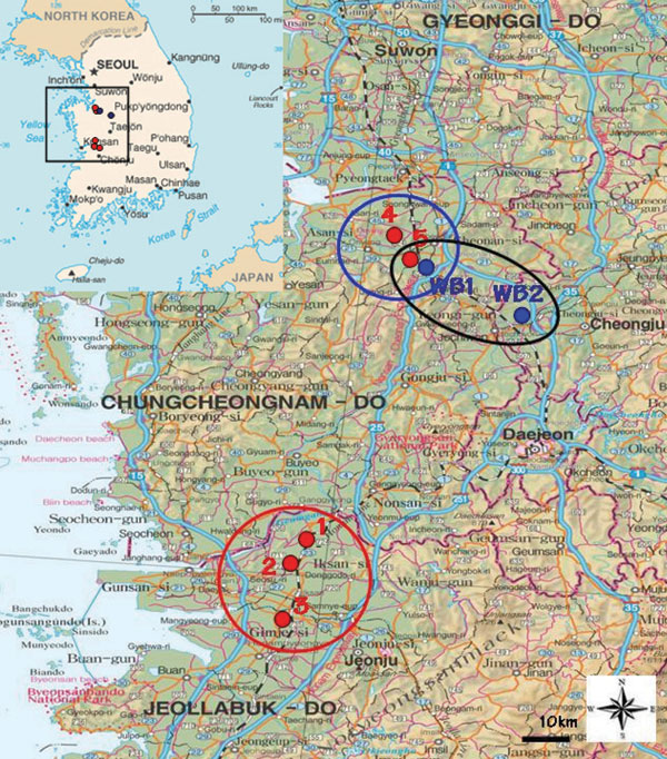 Location of highly pathogenic avian influenza (HPAI) virus (H5N1) outbreaks, South Korea, 2006–2007. Black box on inset shows area of enlargement. Red circle represents outbreaks in Jeollabuk-Do (first, second, and third outbreaks). Blue circle represents those in Chungcheongnam-Do (fourth and fifth outbreaks). Black oval represents regions in which HPAI virus (H5N1) isolates were isolated from migratory bird habitats during this study. 