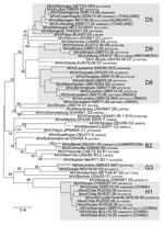 Thumbnail of Phylogenetic tree of all measles virus (MV) variants that were identified in Europe during 2005–2006 and that belonged to genotypes other than D4, D6, and B3. Confirmed importations from other continents are shown in brackets. Reference strains of all known MV genotypes were also included. Tree calculation and MV nomenclature are as delineated in Figure 1.
