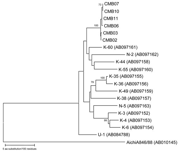 Phylogenetic analysis of the partial nucleotide sequence encoding the 3D region of bovine kobuviruses isolated in this study and other reference strains recognized to date. The tree was generated on the basis of the neighbor-joining method using the MEGA 3.1 program (7). Scale bar indicates branch length for a 5% nucleotide difference.