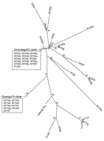 Thumbnail of Phylogenetic tree of NSP3 coding region of subset of lineage I eastern equine encephalitis virus strains, unrooted neighbor-joining analysis.