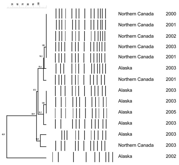 Figure 2&nbsp;-&nbsp;Pulsed-field gel electrophoresis of representative Haemophilus influenzae serotype a isolates from Alaska and Northern Canada, 2000–2005 (N = 14).