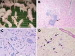 Thumbnail of A) Nursery piglets showing clinical signs compatible with porcine hemagglutinating encephalomyelitis coronavirus (PHE-CoV). Nonaffected pigs of the same age are also shown. B) Muscle layer of stomach from affected piglet showing perivascular cuffing (arrow); hematoxylin-eosin stain, magnification ×100. C) Brainstem from affected piglet showing satellitosis (arrows) and gliosis; hematoxylin-eosin stain, magnification x400. D) Brainstem from affected piglet showing positive label of neuron perikarion (arrows); nitroblue-tetrazolium imunohistochemical stain, magnification x400.