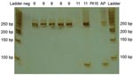 Thumbnail of Polyacrylamide gel and silver staining of reverse transcription–PCR products from brains of piglets infected with porcine hemagglutinating encephalomyelitis coronavirus. Amplicons of ≈250 bp were found in brain samples from pigs 6, 8, 9, and 11 days of age. Neg, negative control (water + mastermix); PK15, amplification of PK15 cells inoculated with brain and tonsil from affected piglet; AP, asymptomatic piglet; and Ladder, 50-bp Fermentas.