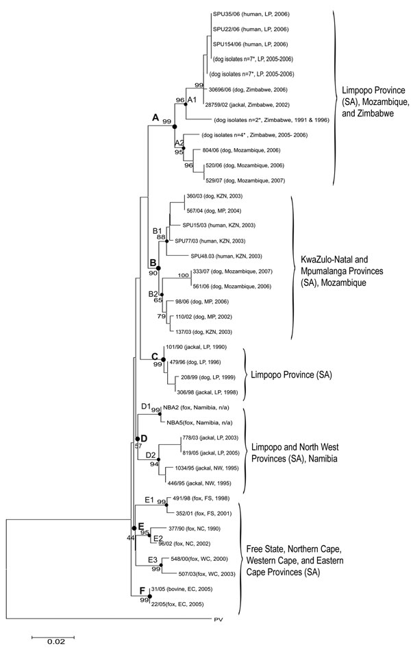 Neighbor-joining tree of canid rabies viruses from humans and animals from Limpopo (LP), Mpumalanga (MP), North West (NW), Free State (FS), Eastern Cape (EC), Northern Cape (NC), KwaZulu-Natal (KZN), and Western Cape (WC) Provinces of South Africa (SA) and neighboring countries of Zimbabwe, Mozambique, and Namibia. The Pasteur virus strain (PV) was used as the reference strain in the sequence alignment. Horizontal scales represent the evolutionary distance; vertical lines are for clarification purposes only. The scale bar indicates nucleotide substitutions per site. Viruses are identified by a laboratory reference number, source animal, locality of origin, and year of isolation. A–F represent virus lineages supported by bootstrap values of &gt;70%; sublineages are indicated numerically. *Identical strains.