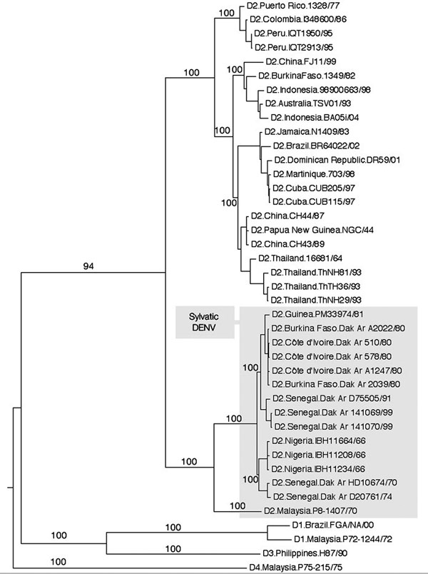 Phylogenetic relationships of 3 complete coding regions of Nigerian dengue virus type 2 (DENV-2) isolates obtained from febrile patients in Ibadan, Nigeria, during the 1966 rainy season. A total of 15 sylvatic DENV-2 genomes (shaded) were compared with human isolates of DENV-2 and representatives of DENV-1, DENV-3, and DENV-4. Phylogeny was inferred by using Bayesian analysis, and all horizontal branches are scaled according to the number of substitutions per site. Bootstrap values are shown for key nodes.